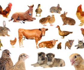 All kinds of farm animals Stock Photo 07