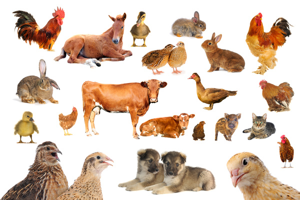 All kinds of farm animals Stock Photo 07 free download