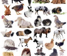 All kinds of farm animals Stock Photo 08