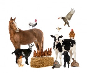 All kinds of farm animals Stock Photo 09