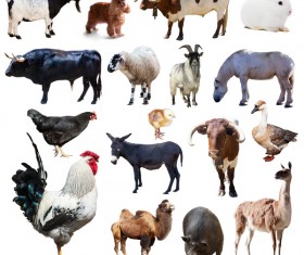 All kinds of farm animals Stock Photo 10