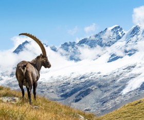 Alpine goat Stock Photo