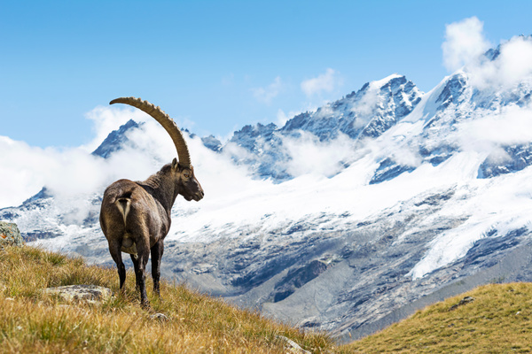 Alpine goat Stock Photo