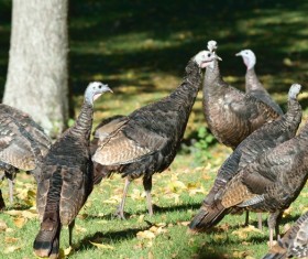 American turkey Stock Photo