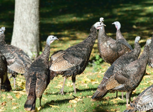American turkey Stock Photo