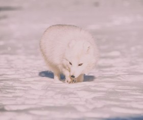 Arctic fox Stock Photo