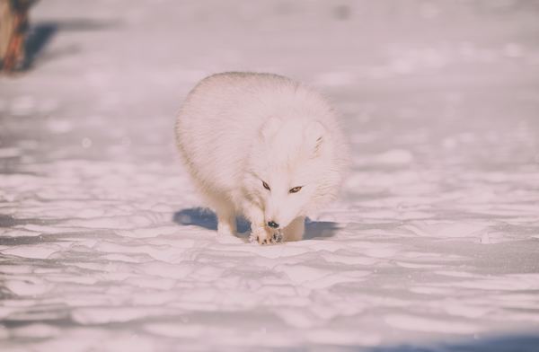 Arctic fox Stock Photo