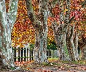 Autumn Phoenix Tree Stock Photo