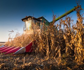 Autumn agricultural harvest Stock Photo 01