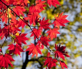 Autumn leaves Stock Photo