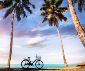 Beach bikes and coconut trees Stock Photo