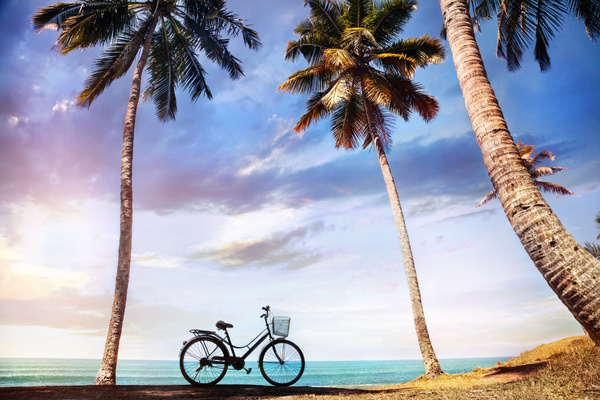 Beach bikes and coconut trees Stock Photo