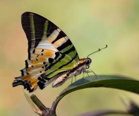 Beautiful butterfly on a leaf Stock Photo