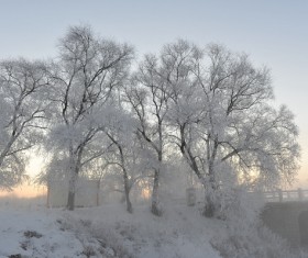 Beautiful rime Stock Photo