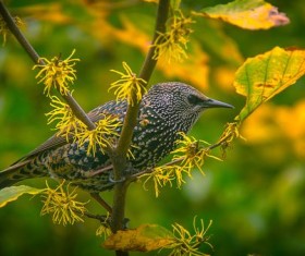 Birds on branches in autumn Stock Photo
