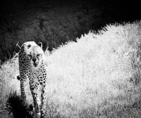 Black white picture of aggressive wild cheetah Stock Photo