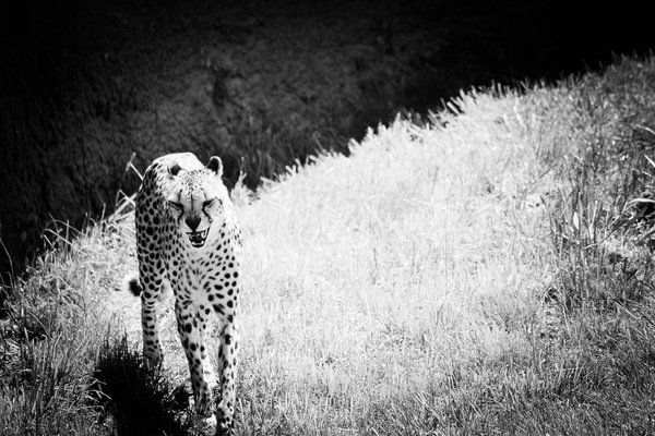 Black white picture of aggressive wild cheetah Stock Photo