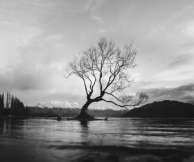 Black white picture of tree on calm lake Stock Photo