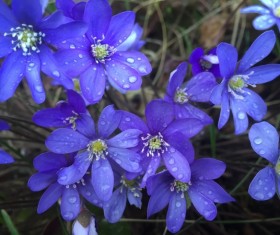 Blue anemone flowers Stock Photo