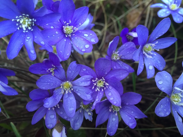 Blue anemone flowers Stock Photo