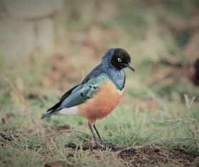 Closeup of beautiful small wild bird Stock Photo
