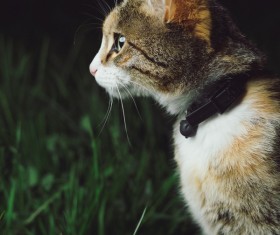 Closeup of cute small cat Stock Photo