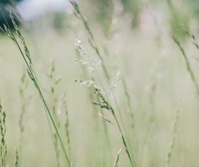 Closeup of fragile wild grass in nature Stock Photo