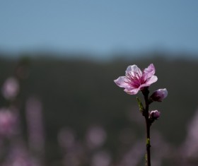 Closeup of fresh natural fragile pink flower Stock Photo