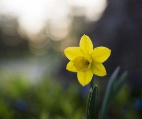 Closeup of yellow fragile petal in nature Stock Photo