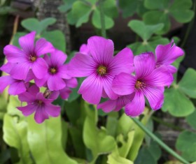 Clover flowers Stock Photo