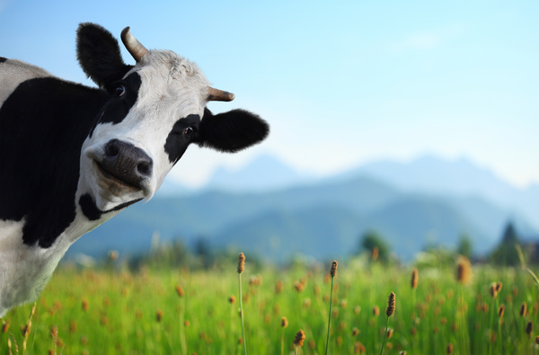 Curious cows Stock Photo