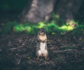 Cute little squirrel Stock Photo