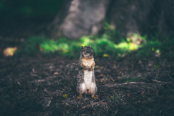 Cute little squirrel Stock Photo
