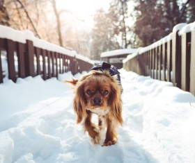 Cute puppy walking on snow Stock Photo