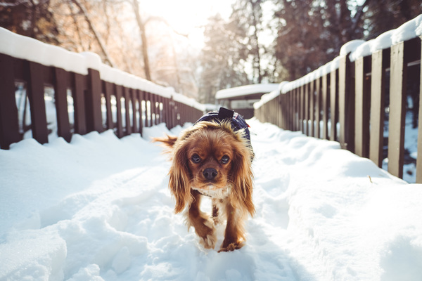 Cute puppy walking on snow Stock Photo