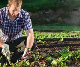 Farmers harvest small radish Stock Photo