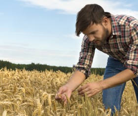 Farmers watch wheat Stock Photo