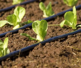 Field Irrigation System watering Stock Photo 01
