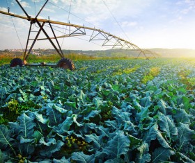 Field Irrigation System watering Stock Photo 09