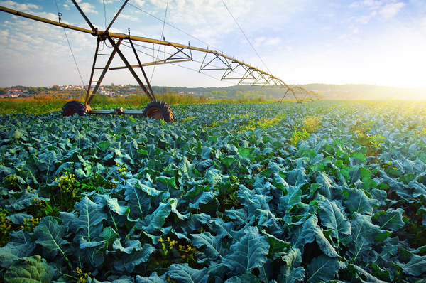 Field Irrigation System watering Stock Photo 09