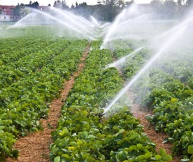 Field Irrigation System watering Stock Photo 11