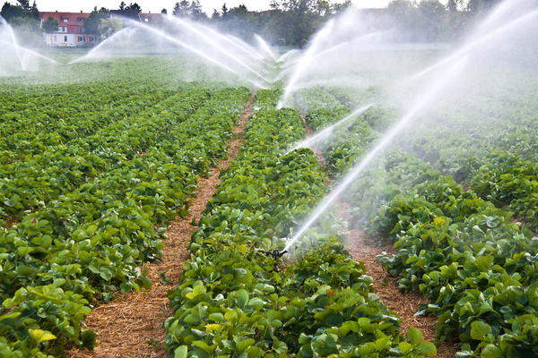 Field Irrigation System watering Stock Photo 11