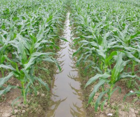 Field Irrigation System watering Stock Photo 19