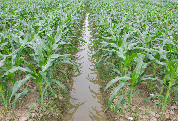 Field Irrigation System watering Stock Photo 19