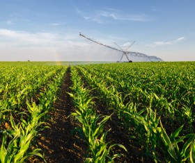 Field Irrigation System watering Stock Photo 24