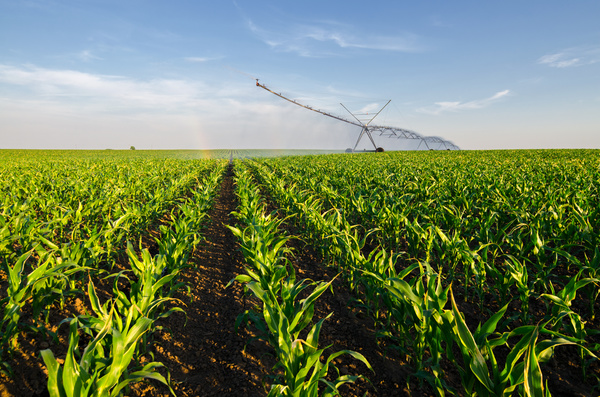 Field Irrigation System watering Stock Photo 24