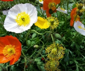 Flirtatious poppy Stock Photo