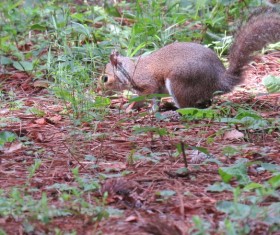 Foraging wild squirrels Stock Photo