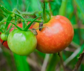 Fresh tomatoes Stock Photo