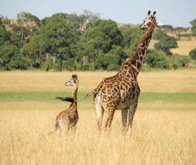 Giraffe mother and son on the prairie Stock Photo